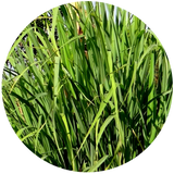 Lemongrass (Cymbopogon flexuosus) Essential Oil