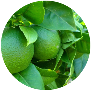 Lime (Citrus aurantifolia) Essential Oil - Steam Distilled