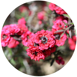 Manuka (Leptospermum scoparium) Essential Oil
