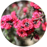 Manuka (Leptospermum scoparium) Essential Oil