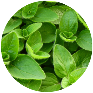 Marjoram (Majorana hortensis) Essential Oil - Sweet