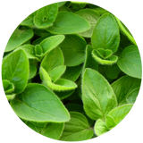 Marjoram (Majorana hortensis) Essential Oil - Sweet