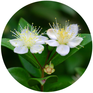 Myrtle (Myrtus communis) Essential Oil
