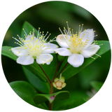 Myrtle (Myrtus communis) Essential Oil
