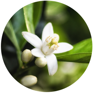 Neroli (Citrus aurantium L.) Essential Oil