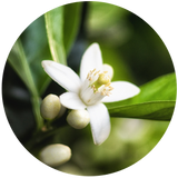 Neroli (Citrus aurantium L.) Essential Oil