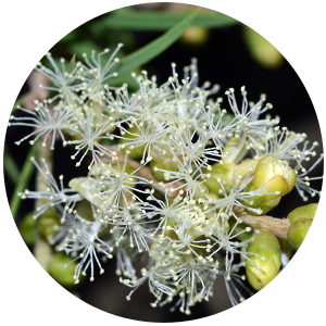 Niaouli (Melaleuca quinquenervia) Essential Oil
