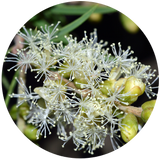 Niaouli (Melaleuca quinquenervia) Essential Oil