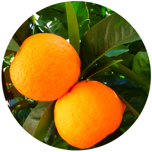 Orange (Citrus sinesis) Essential Oil - Sweet