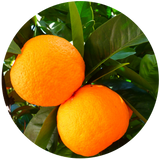 Orange (Citrus sinesis) Essential Oil - Sweet