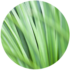 Palmarosa (Cymbopogon martini) Essential Oil