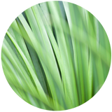Palmarosa (Cymbopogon martini) Essential Oil