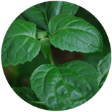 Patchouli (Pogostemon cablin) Essential Oil