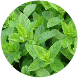 Peppermint (Mentha piperita) Essential Oil