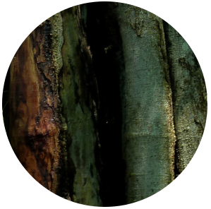 Peru Balsam (Myroxylon balsamum var. pereirae) Purified Oleoresin