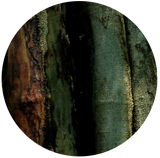 Peru Balsam (Myroxylon balsamum var. pereirae) Purified Oleoresin