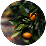 Petitgrain (Citrus reticulata) Essential Oil - Mandarin