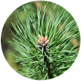 Pine, Scotch (Pinus sylvestris) Essential Oil