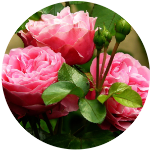 Rose (Rosa damascena) Hydrosol - Organic