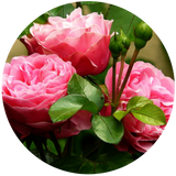 Rose (Rosa damascena) Hydrosol