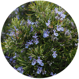 Rosemary (Rosmarinus Officinalis) Essential Oil - Organic