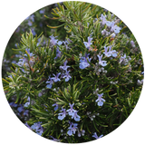 Rosemary (Rosmarinus Officinalis) Antioxidant - CO2 Extract - Oil Soluble