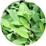 Sage (Salvia Officinalis) Essential Oil