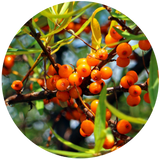 Sea Buckthorn Fruit (Hippophae rhamnoides) Carrier Oil - CO2 Extract