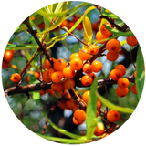 seabuckthorn fruit oil