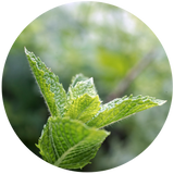 Spearmint (Mentha spicata) Essential Oil
