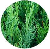 Cedar Leaf (Thuja occidentalis) Hydrosol