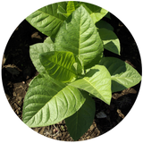 Tobacco Absolute (Nicotiana tabacum)