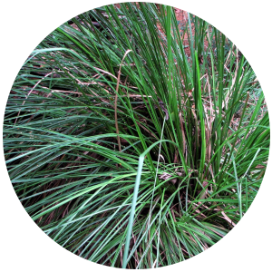 Vetiver eo-Haitian