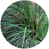 Vetiver Essential Oil - 10% Diluted in Jojoba Oil