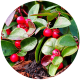 Wintergreen (Gaultheria procumbens) Essential Oil