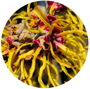 Witch Hazel (Hamamelis virginiana) Hydrosol Alcohol Free with 0.15% Benzoic Acid