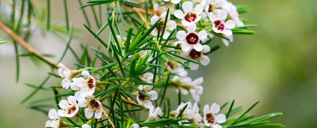 Lesser Known Australian Essential Oils (Part 2): Fragonia (Taxandria fragrans)