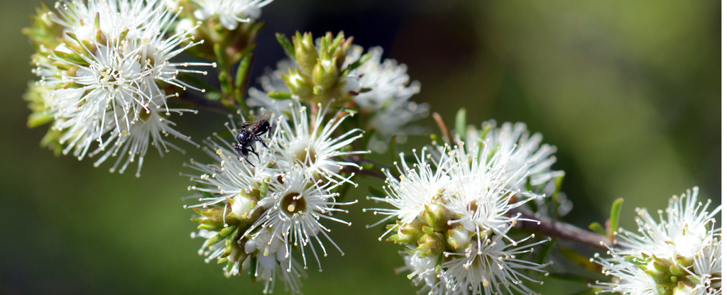 Lesser Known Australian Essential Oils (Part 1): Kunzea ambigua