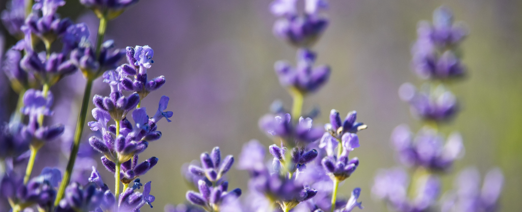Essentail Oil Highlight: Lavender (Lavandula augustifolia) Oil