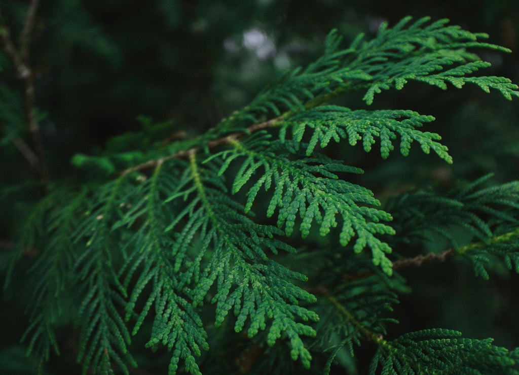 Our Favourite Canadian Botanical Ingredients!