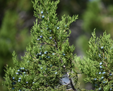 Cedarwood Texas (Juniperus mexicana) Essential Oil