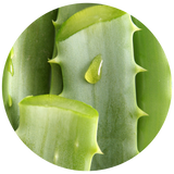A circular close-up of a green aloe vera leaf with a clear gel drop in the center, isolated on a white background.