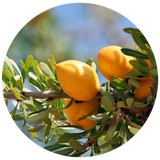 A circular close-up photo of ripe golden-yellow ARGAN on a branch with green leaves, set against a blurred blue sky background.