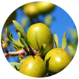 A circular close-up photo of green Argan on a branch with green leaves against a bright blue sky background.