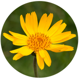 Arnica (Arnica Montana) Macerated Oil - Organic