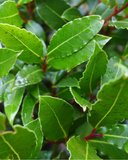Close up of Bay Laurel leaves.