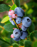 European Blueberry Seed (Vaccinium myritllus) Carrier Oil - Unrefined