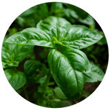 A circular close-up of fresh green basil leaves with prominent veins and a glossy texture, set against a blurred dark green background.