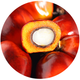 Batana (Elaeis oleifera) Semi-Solid Carrier Oil - Unrefined