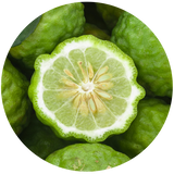 Bergamot (Citrus Bergamia) Essential Oil - Cold Pressed